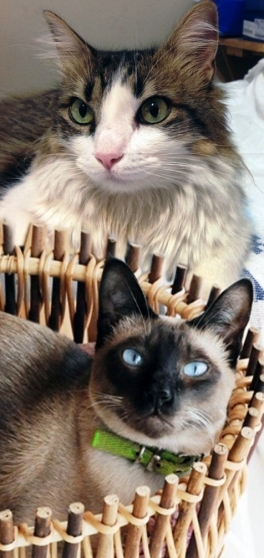 Día Internacional del Gato