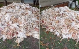 Esta crueldad animal no es un daño colateral; es el síntoma de una sociedad que, bajo el mando de Milei, parece haber perdido la sensibilidad básica ante el sufrimiento en pos de un ajuste que se lleva todo por delante. Foto: Ahora.