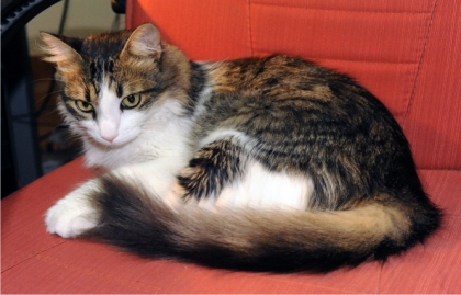 Hoy se celebra el dÃ­a internacional del gato