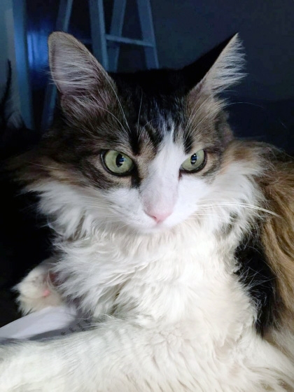 Hoy se celebra el Día Internacional del Gato