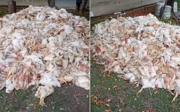 La Entre Ríos de Frigerio: de “Capital de la Avicultura” al cementerio de la producción